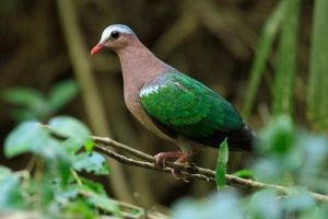 Smaragdový holub - oddělená cesta Smaragdový holub - oddělená cesta